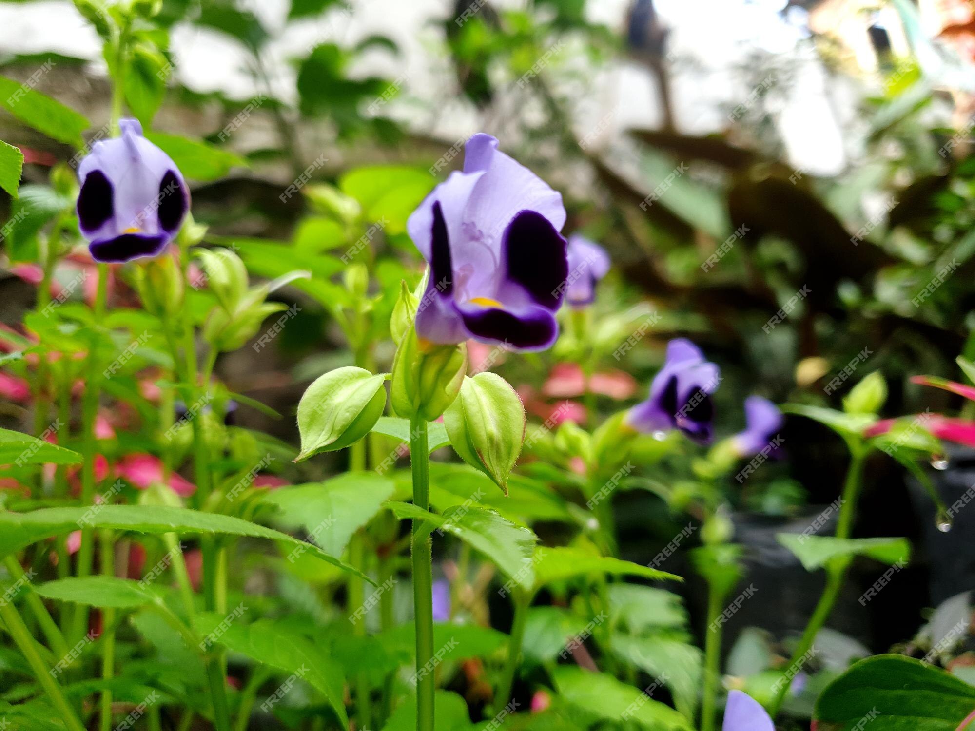 Fleur Violette Dans Le Jardin Beauté D'arrière-plan Photo De Haute Qualité  | Photo Premium