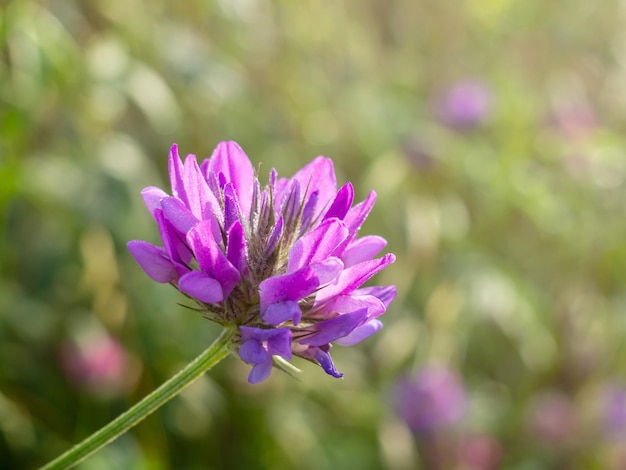 une fleur violette dans un jardin