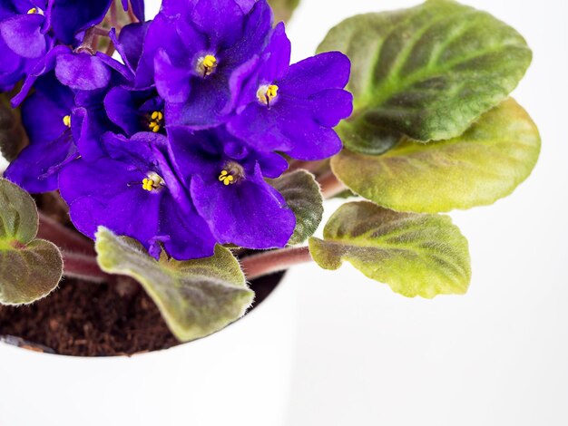 Fleur violette dans un pot sur fond blanc