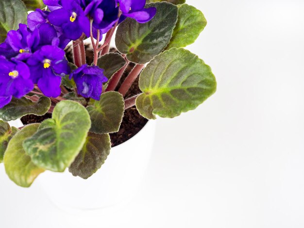 Fleur violette dans un pot sur fond blanc