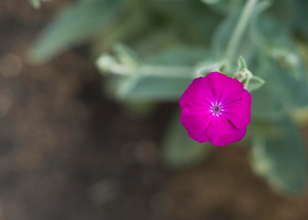 Fleur violette délicate se bouchent