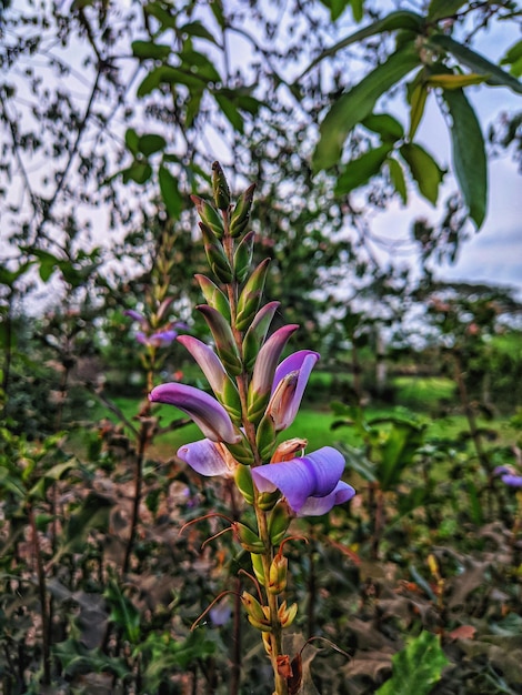 Photo une fleur violette est au premier plan d'un champ vert.