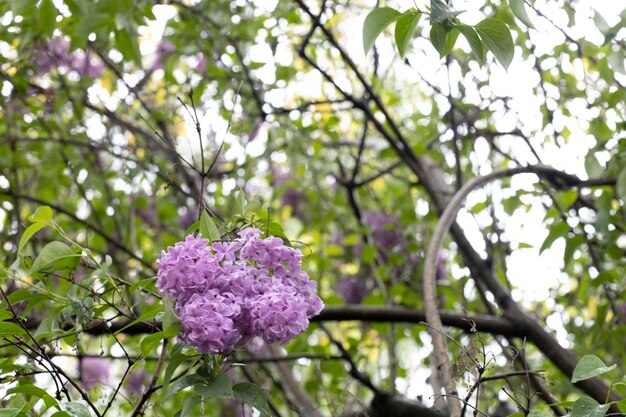 Une fleur violette est dans l'arbre devant la caméra.