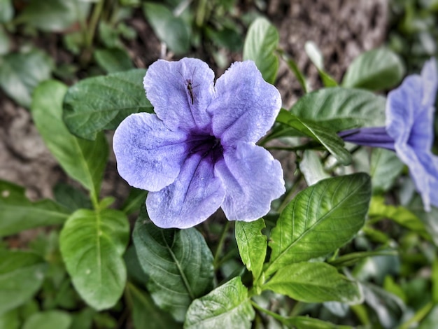 Photo une fleur violette avec une feuille verte en arrière-plan