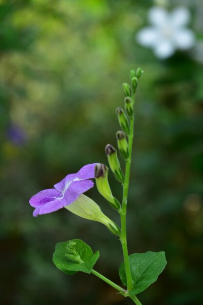 Fleur violette avec fond de fraise