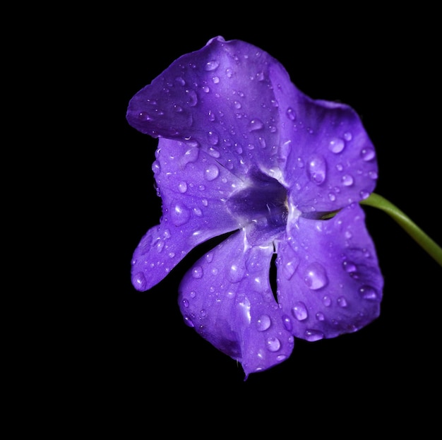 Une fleur violette avec des gouttelettes d'eau dessus