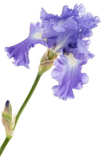 Fleur violette d'iris isolé sur fond blanc