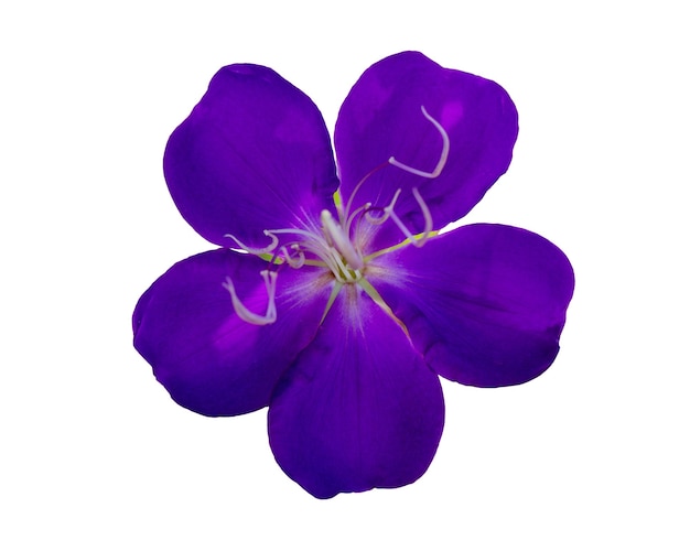 Fleur violette isolée sur blanc
