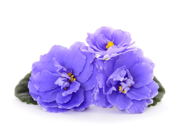 Fleur violette isolée
