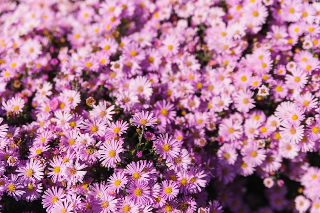 Une fleur violette lumineuse sur un lit de fleurs Pétales de rose Un gros plan de petits chrysanthèmes