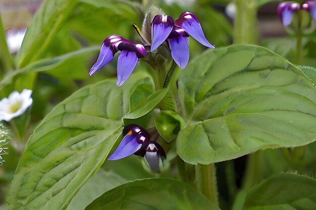 une fleur violette avec le mot h dessus