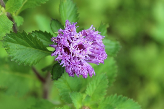 Photo une fleur violette avec le mot pissenlit dessus