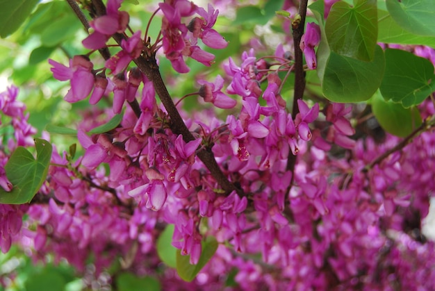 une fleur violette avec le mot printemps dessus