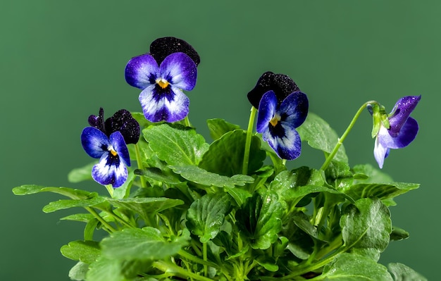 La fleur de violette des pansies violettes