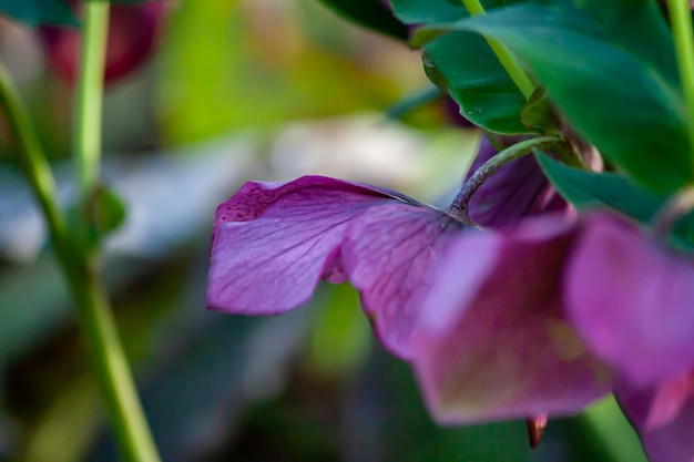 Photo fleur violette sur une plante