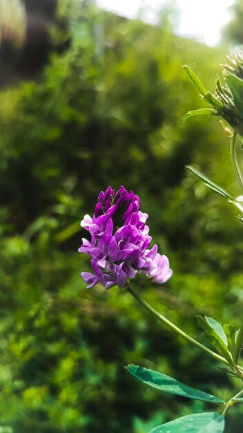 Fleur violette près de la route