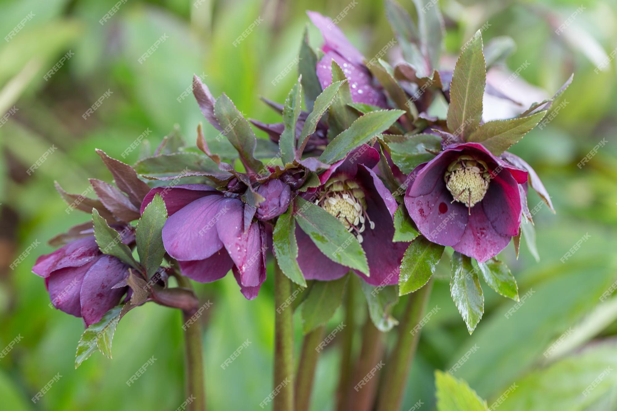 La Fleur Violette Profonde Helleborus Niger Dans Le Jardin De Printemps  Appelé Rose De Noël Ou Plante Hellébore Noire Est L'une Des Premières à  Fleurir En Hiver | Photo Premium