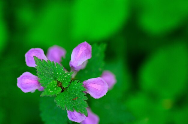 Fleur violette et sommet vert