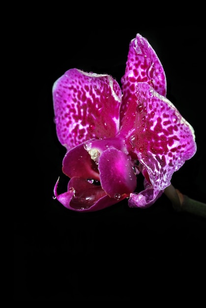 Une fleur violette avec des taches blanches dessus