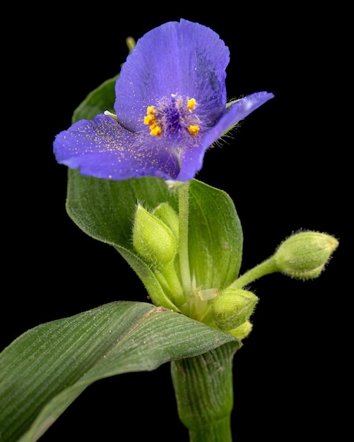 Photo fleur violette de tradescantia isolée sur fond noir