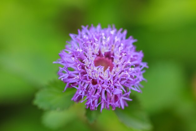 Fleur violette