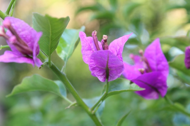 fleur violette