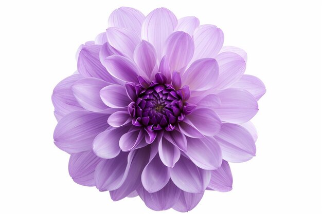 Une fleur violette