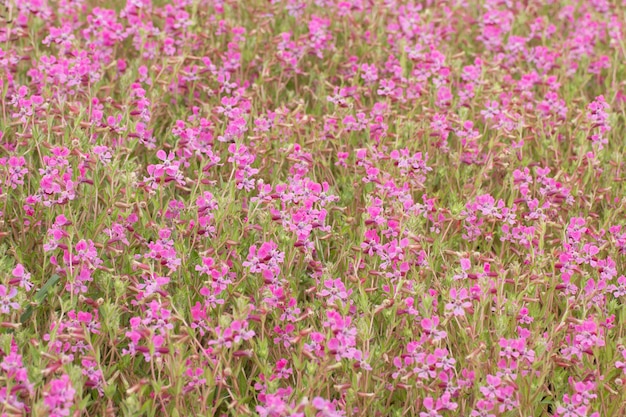 Fleur de Waich Wichian (Angelonia goyazensis Benth)