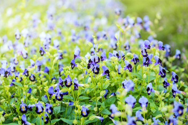 Fleur Wishbone, Bluewings, Torenia. Belle fleur dans le jardin.