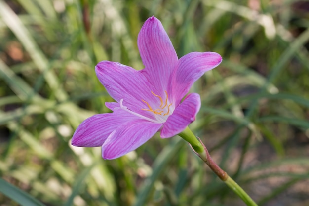 Fleur de zéphyranthes pourpre (Zephyranthes carinata).