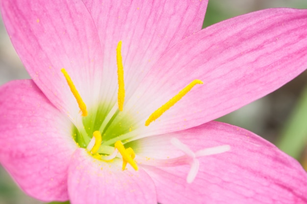 Fleur de zephyranthes rose