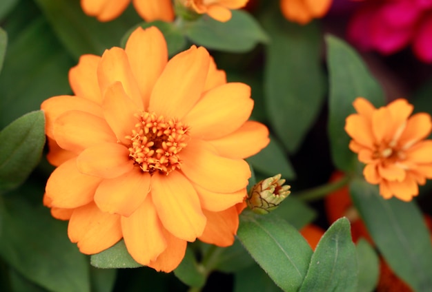 Fleur de Zinnia au printemps