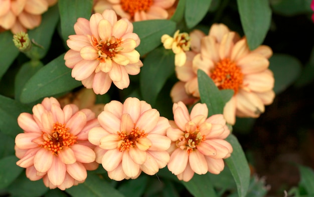 Photo fleur de zinnia au printemps