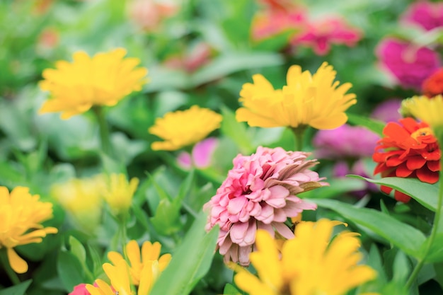 Fleur De Zinnia Avec Coloré.