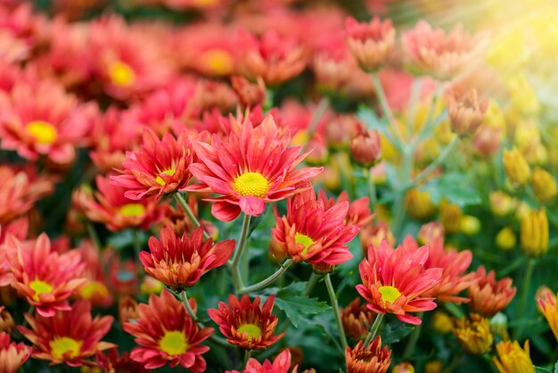 Fleur de zinnia coloré