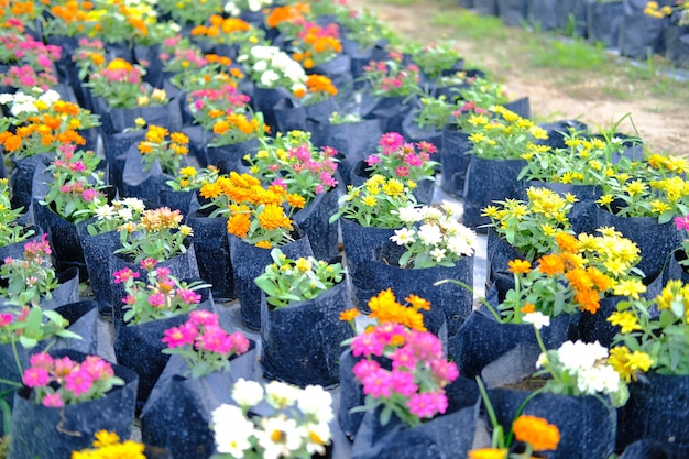 Fleur De Zinnia Colorée En Croissance Dans La Ferme De La Flore. La Culture De La Plantation De Fleurs