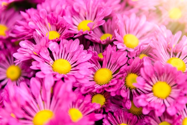 Fleur de Zinnia colorée dans le jardin