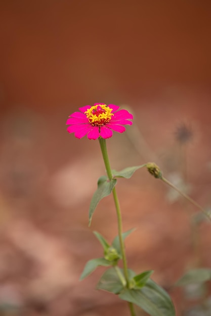 Photo fleur de zinnia élégante de l'espèce zinnia elegans