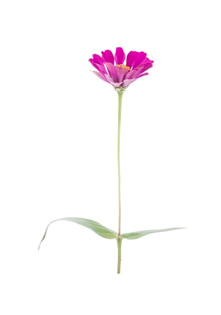 Fleur de Zinnia isolé sur une surface blanche