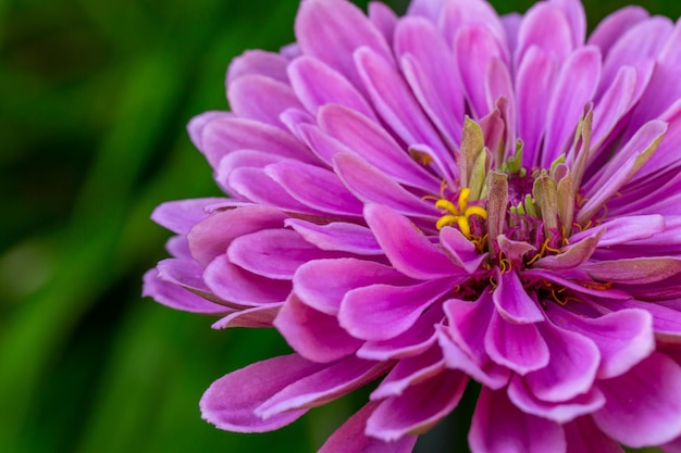 Fleur de zinnia rose fleur sur fond vert un jour d'été macrophotographie