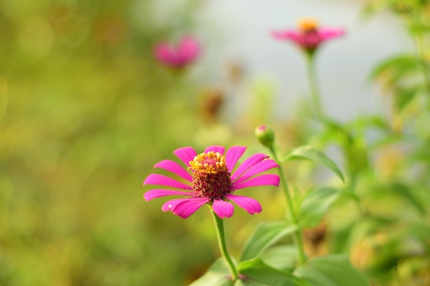 Fleur de zinnia rose avec fond bokeh