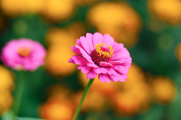 Fleur de zinnia rose se bouchent dans le jardin d'été