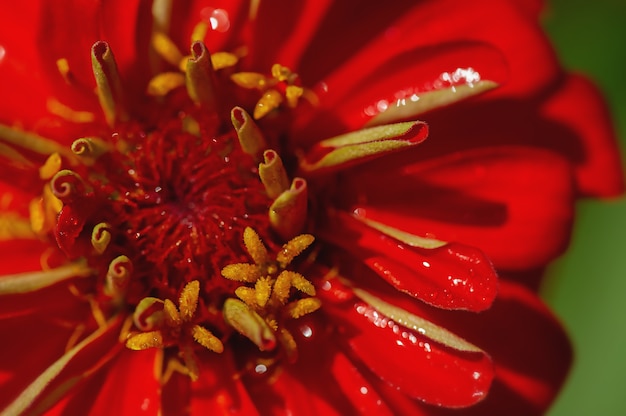 Fleur de zinnia rouge se bouchent. Fleur macro rouge.