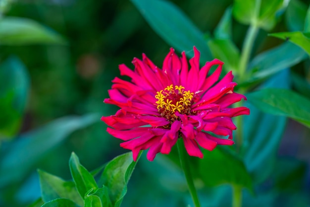 Fleur de zinnia rouge vif sur fond vert un jour d'été macrophotographie