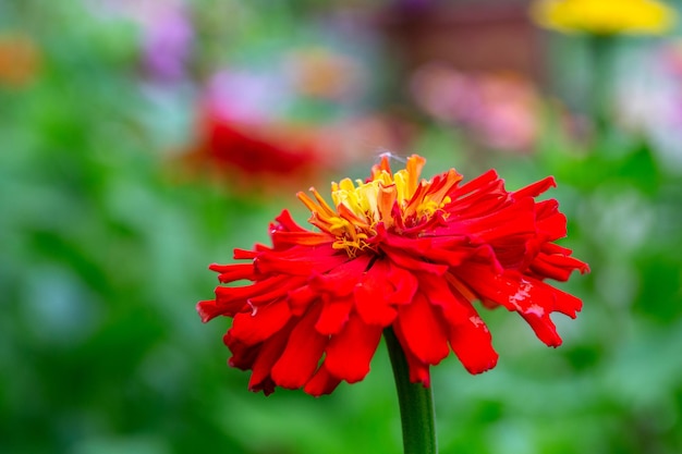 Fleur de zinnia rouge vif sur fond vert un jour d'été macrophotographie