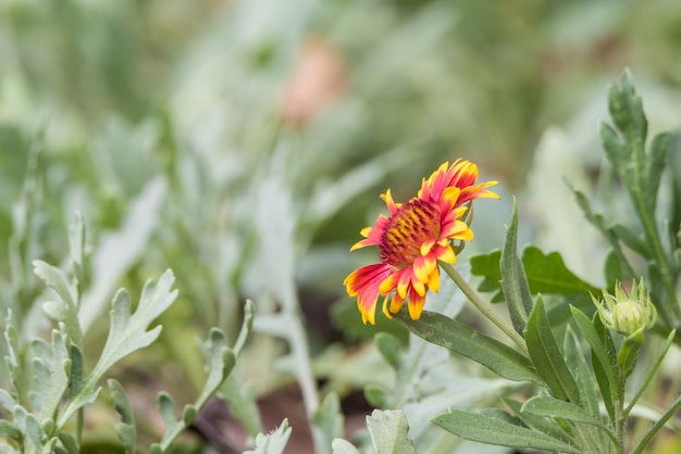 Fleur (Zinnia, Zinnia violacea Cav.) Jaune, rose, orange et rouge