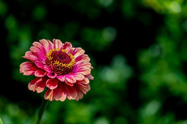 Photo la fleur de zinnia