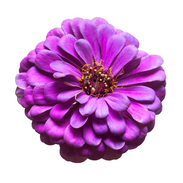 Fleur de zinnias violet isolé sur fond blanc. Mise à plat, vue de dessus