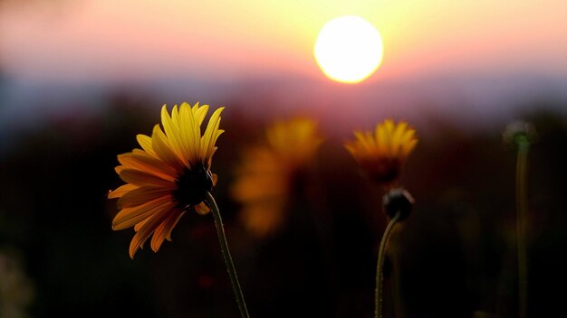 Photo une fleur