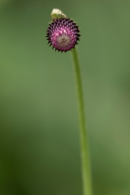 Fleur!